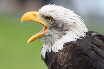Seeadler