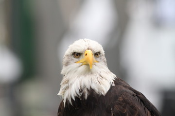 Seeadler
