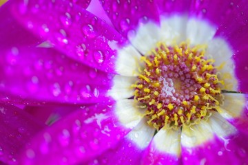 Macro texture of purple Cineraria flower with rain droplets