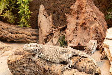 bearded dragon in a terrarium