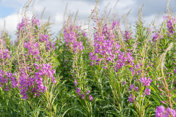 Willowherbs bloom. Rose and purple blooming blossom. Flower field with pink petals in natural environment. Fireweeds, Chamaenerion.