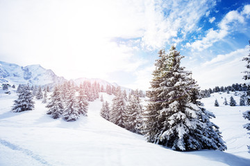 Fototapeta na wymiar Beautiful covered with snow fir forest on mountain plane after strong snowfall during winter, French Alps