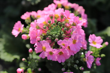 Fototapeta premium Primula