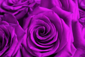 Beautiful textured background with lilac rose petals. Selective focus.