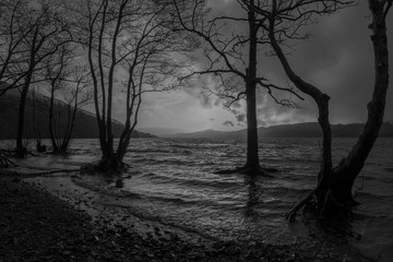 Black and white image of trees in a lake in winter