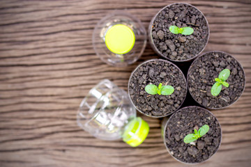 Four tree seedlings planted in plastic bottles that were placed on the wooden floor.