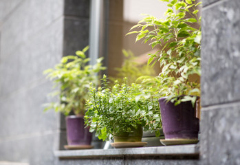 Cozy cafe decorated with green plants on windowsill