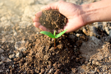 Men hand are planting the seedling into the soil,ecology concept.