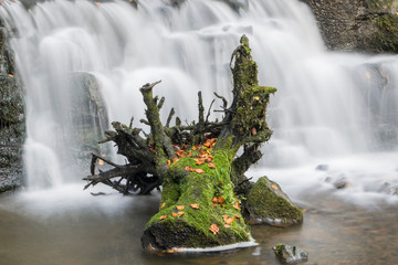 A tree stump covered in moss and leaves in a waterfall