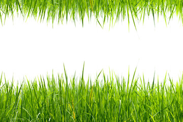 Seedlings of green rice are growing on a white background.