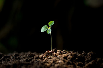 The seedlings are grown from the ground up as a shining light, but with the background color to black.