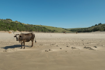 Cattle on a sandy beach in the Transkei in South Africa