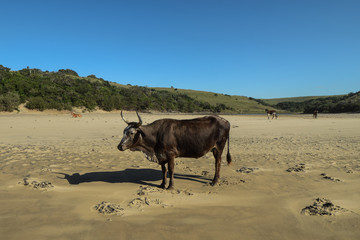 Wild cattle on a sandy beach under a blue sky in the Transkei
