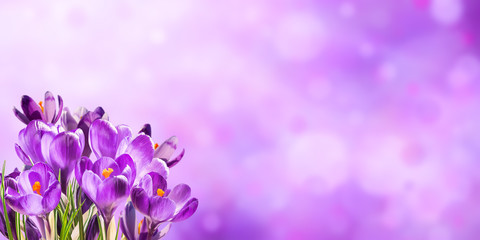 Spring background with crocus flowers