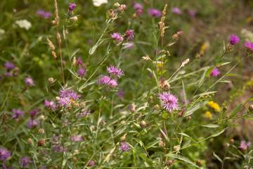 Purple flowers on beautiful bokeh background.