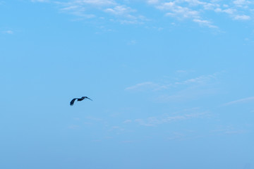 bird flying in the sky