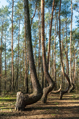 The crooked forest Krzywy Las in Poland