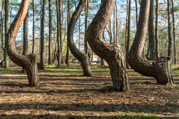 The crooked forest Krzywy Las in Poland