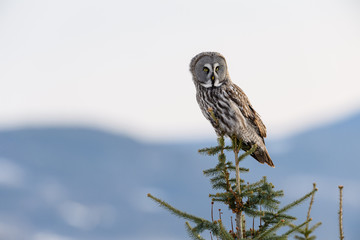 Norwegian great gray owl (Strix nebulosa)