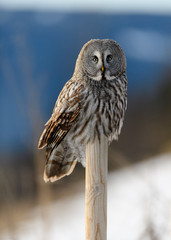 Norwegian great gray owl (Strix nebulosa)