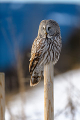 Norwegian great gray owl (Strix nebulosa)
