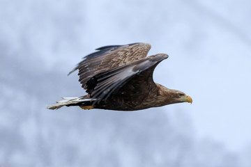 White-tailed eagle finds prey in snow