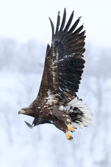 White-tailed eagle finds prey in snow