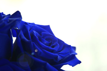 Lush beautiful rose of classic blue color with highlights on a light background. Selective focus. The best gift for a woman is flowers.