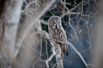 Norwegian great gray owl (Strix nebulosa)