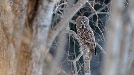 Norwegian great gray owl (Strix nebulosa)