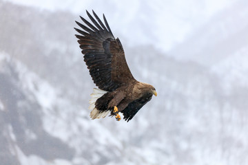 White-tailed eagle finds prey in snow