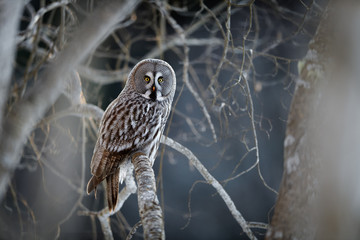 Norwegian great gray owl (Strix nebulosa)