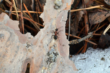 ants on a plant