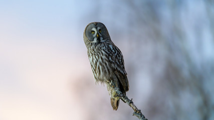 Norwegian great gray owl (Strix nebulosa)