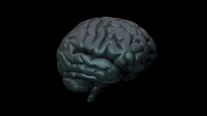 3D Illustration of human brain on clean background