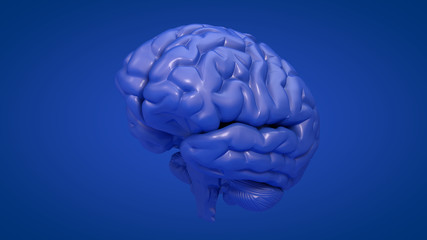 3D Illustration of human brain on clean background