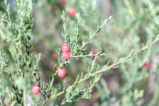 Berries and leaves of the tortoise berry, Muraltia spinosa