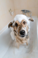 The dog sits in the bathroom and bathes in the foam.