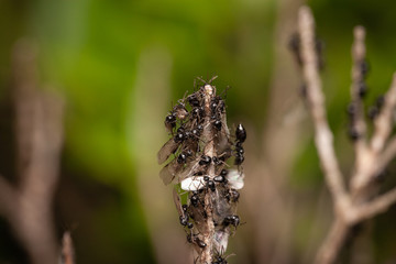 Alates of the cocktail ant, Crematogaster