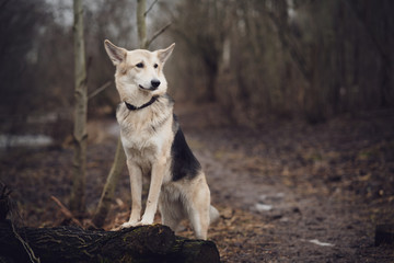 Obraz premium Dog in the forest on the footpath. Posing standing with front paws on a log. gloomy autumn landscape