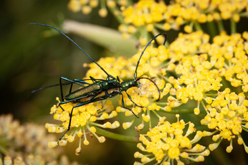 Long-horned beetles on yellow flowers