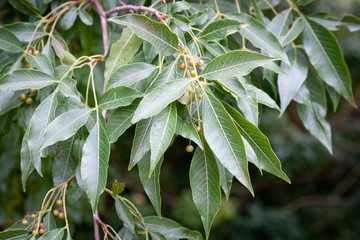 Fototapeta premium Leaves of the red currant, Rhus chirindensis
