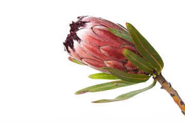 Flowers of Protea neriifolia