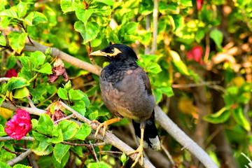 Vogel