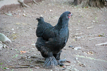 Chicken