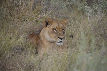 lionne pensive