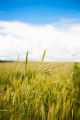 Obraz premium Young green wheat field on a sunny day