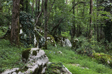 Beaurtiful mossy green fairy forest in Georgia Kumistavi on daylight