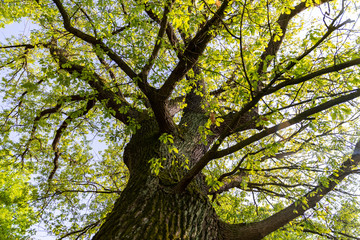 Grand chêne majestueux en contre-plongée