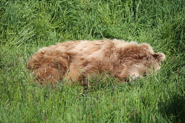 Fototapeta premium Braunbär